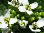 Alliaire (Alliaria petiolata)