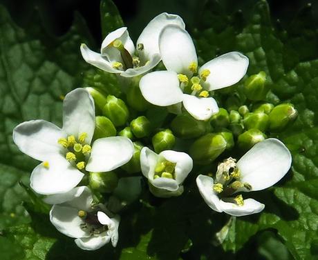 Alliaire (Alliaria petiolata)