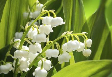 Vive le 1er Mai, le muguet, le soleil et . . .les défilés