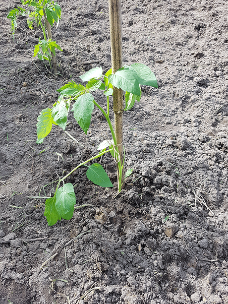 plant de tomate tuteurĂŠ et arrosĂŠ