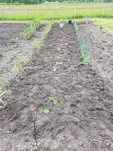 plants de courgette bien espacĂŠs