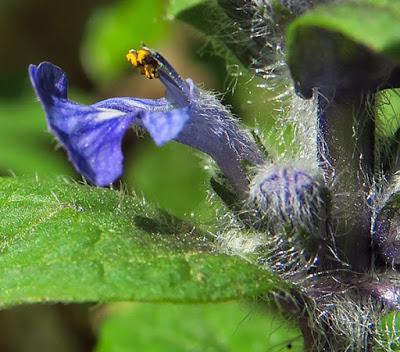 Bugle rampante (Ajuga reptans)