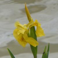 iris-9.jpg