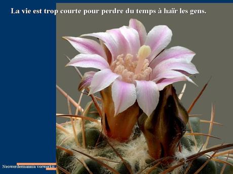 Divers - Des cactus du Mexique - 1