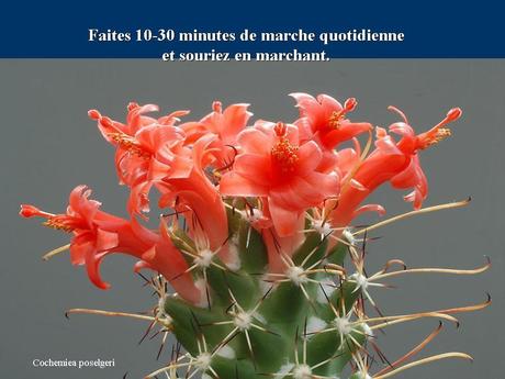 Divers - Des cactus du Mexique - 1