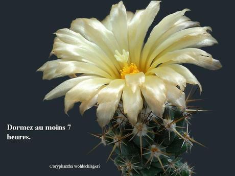 Divers - Des cactus du Mexique - 1