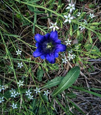 La constellation de la gentiane La constellation de la gentiane