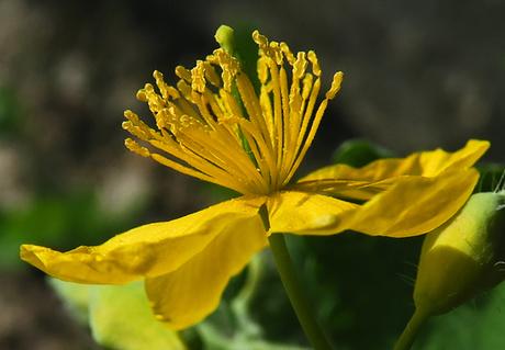 Chélidoine (Chelidonium majus)