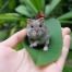 Avec son look de souris format miniature, le hamster n'est définitivement pas un rongeur comme les autres. C'est un animal dynamique, joueur et curieux !