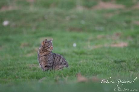 Croiser le regard félin du petit tigre des bois sur les crêtes du Jura neuchâtelois est un beau cadeau rarement offert par Dame Nature. Le chat forestier est habituellement discret et ses sorties à découvert sont rares.