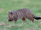 L’incroyable partie chasse chat forestier