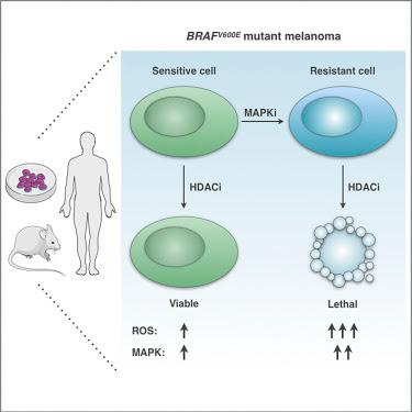 #Cell #mélanome #vorinostat #BRAF #MEK Vulnérabilité acquise du mélanome résistant aux médicaments avec potentiel thérapeutique