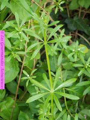 Gaillet gratteron : une plante qu'on n'oserait pas manger