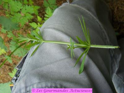 Gaillet gratteron : une plante qu'on n'oserait pas manger