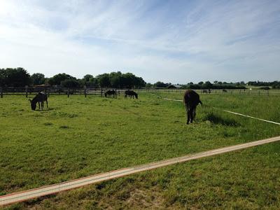 Et pourquoi pas Lignières ?