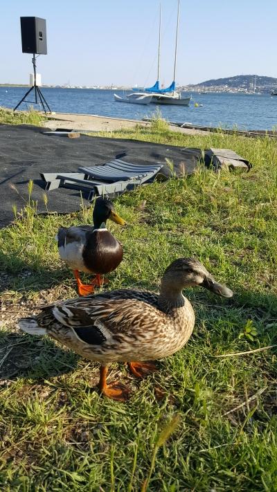 SOIREE A BALARUC LES BAINS ce mercredi spectacle,musique,artistes,napolitain,représentation,piano,lac,mer