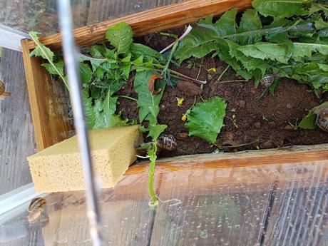 Le livre aux petites bêtes - Notre terrarium à escargots Le livre aux petites bêtes illustré par Emmanuelle Tchoukriel et Julien Norwood