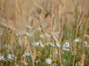 Agriculture raisonnée comment tromper consommateur