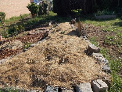 Sortie des pommes de terre