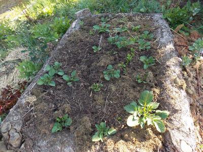 Sortie des pommes de terre