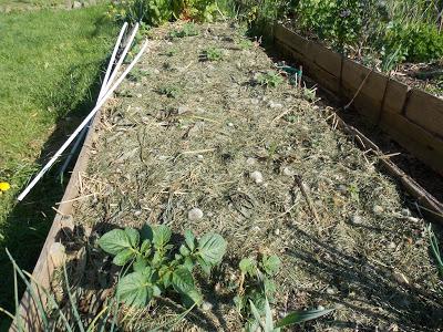 Sortie des pommes de terre