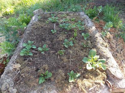 Sortie des pommes de terre