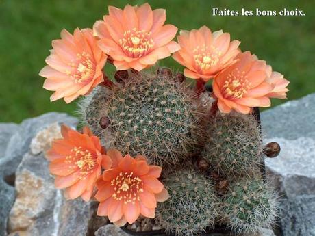 Divers - Des cactus du Mexique - 2