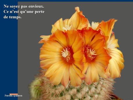Divers - Des cactus du Mexique - 2