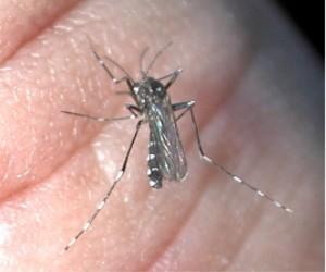 Aedes albopictus ou moustique tigre