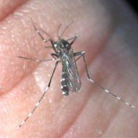 Aedes albopictus ou moustique tigre