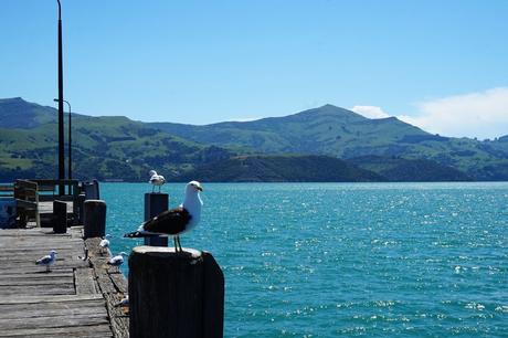 Nouvelle Zélande : Christchurch - Akaroa