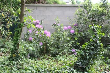 3 rhododendron catawbiense veneux 12 mai 2018 005 (3).jpg