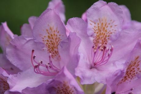 10 rhododendron catawbiense veneux 12 mai 2018 005 (5).jpg