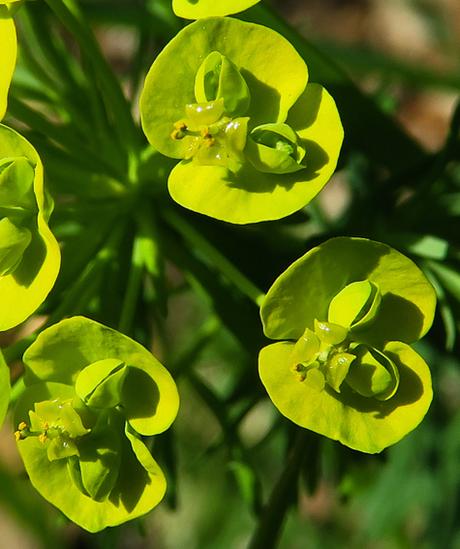 Euphorbe petit-cyprès (Euphorbia cyparissias)