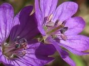 Géranium (Geranium molle)