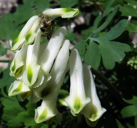 Corydale jaunâtre (Pseudofumaria alba)