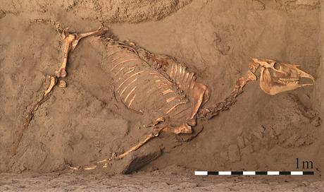 Il y a 3000 ans, un cheval inhumé comme les hommes