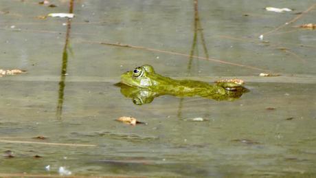 C’est la saison des grenouilles