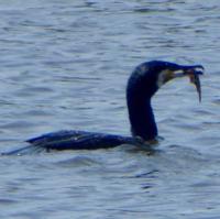 cormoran-2.jpg