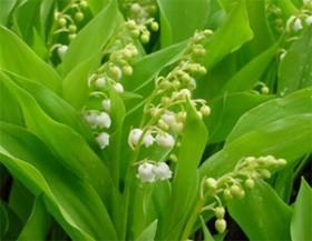 Muguet Aspérule Irritante vente-muguet-1er-mai-280x217