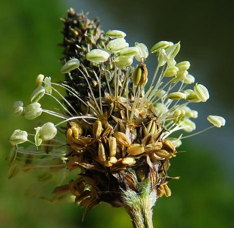 Plantain lancéolé (Plantago lanceolata)