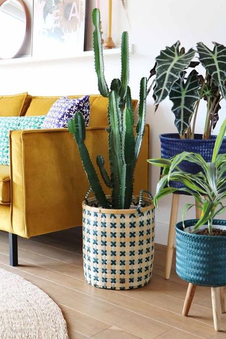 maison californienne jaune canape salon cactus plantes verte ficus urban jungle