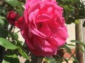 Festival Roses CHEDIGNY 26/27 2018