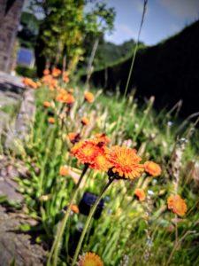 Plus de tulipes, mais il reste mes fleurs sauvages oranges...