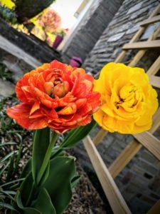 Dans mon jardin Fin avril, les Tulipes triples ont pris le relais