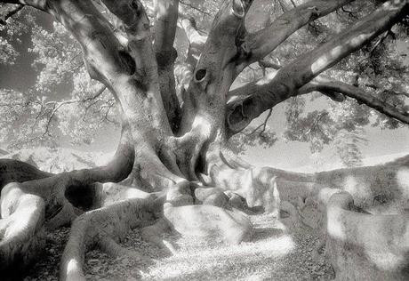 Etre arbre Etre arbre