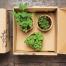 Botanic lance la 1ère Box pour cultiver son potager bio à Paris