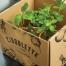 Botanic lance la 1ère Box pour cultiver son potager bio à Paris