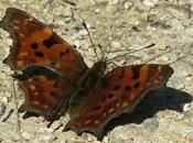 Robert diable (Polygonia c-album)