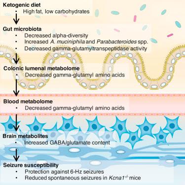 #Cell #floreintestinale #transmetteur #régimecétogénique #effetsantiépileptiques La Flore Intestinale sert de Transmetteur des Effets Anti-Épileptiques d’un régime cétogénique #Cell #floreintestinale #transmetteur #régimecétogénique #effetsantiépileptiques La Flore Intestinale sert de Transmetteur des Effets Anti-Épileptiques d’un régime cétogénique